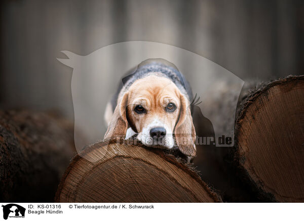 Beagle Hndin / female Beagle / KS-01316