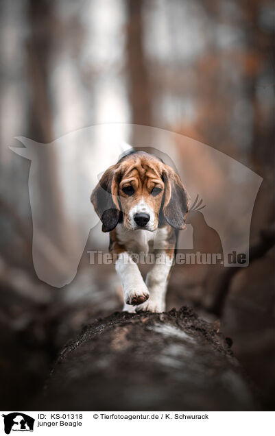 junger Beagle / young Beagle / KS-01318