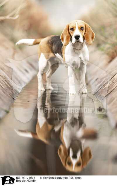 Beagle Hndin / female Beagle / MT-01677