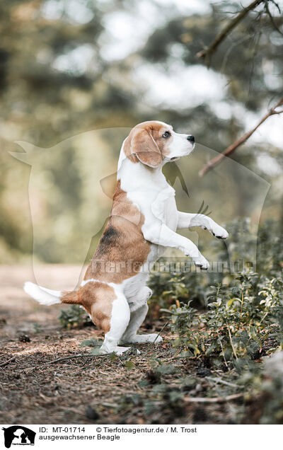 ausgewachsener Beagle / adult Beagle / MT-01714