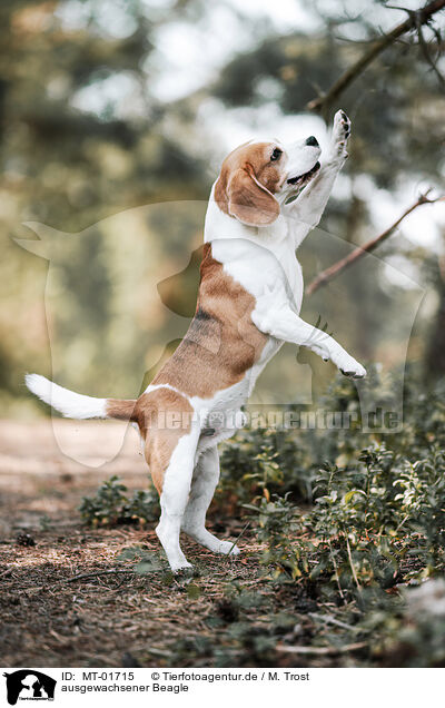 ausgewachsener Beagle / MT-01715