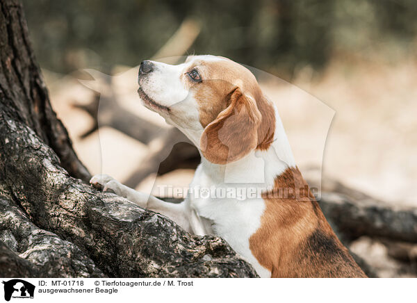 ausgewachsener Beagle / MT-01718