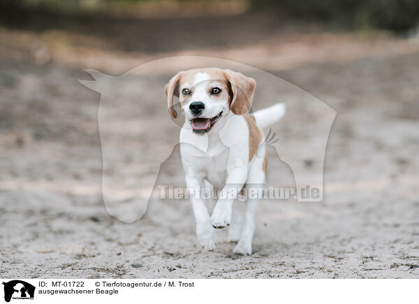 ausgewachsener Beagle / adult Beagle / MT-01722