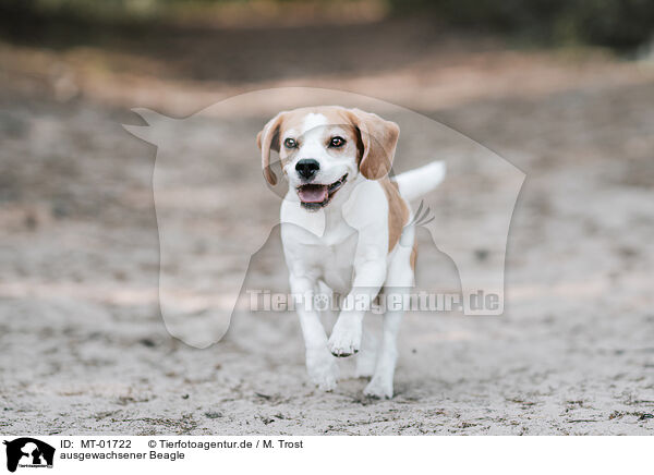 ausgewachsener Beagle / MT-01722