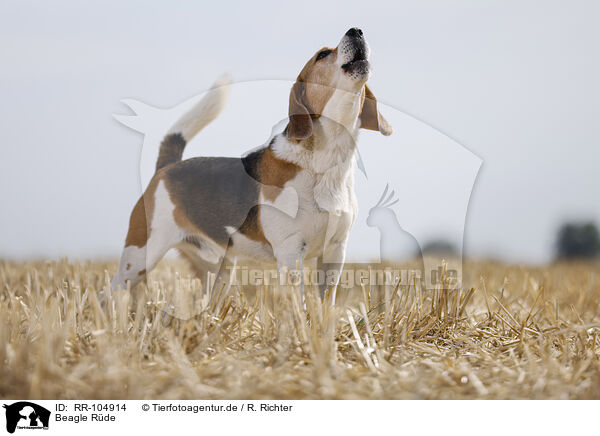 Beagle Rde / male Beagle / RR-104914