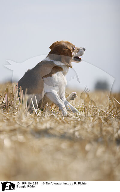 Beagle R�de / male Beagle / RR-104925