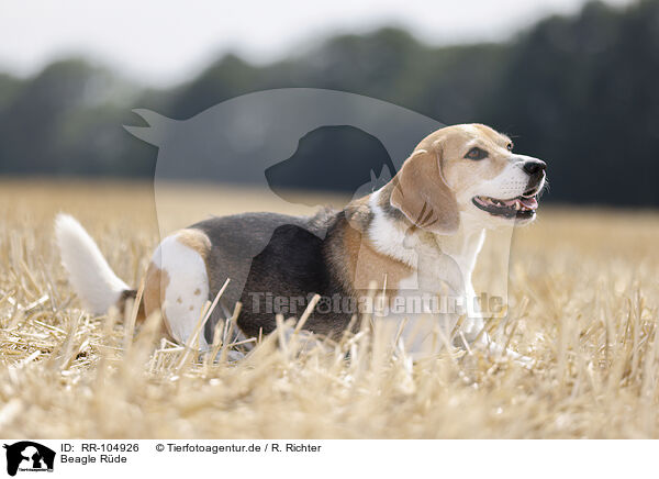 Beagle Rde / male Beagle / RR-104926