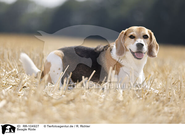 Beagle Rde / male Beagle / RR-104927