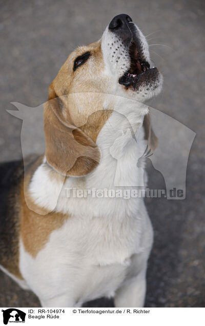 Beagle Rde / male Beagle / RR-104974