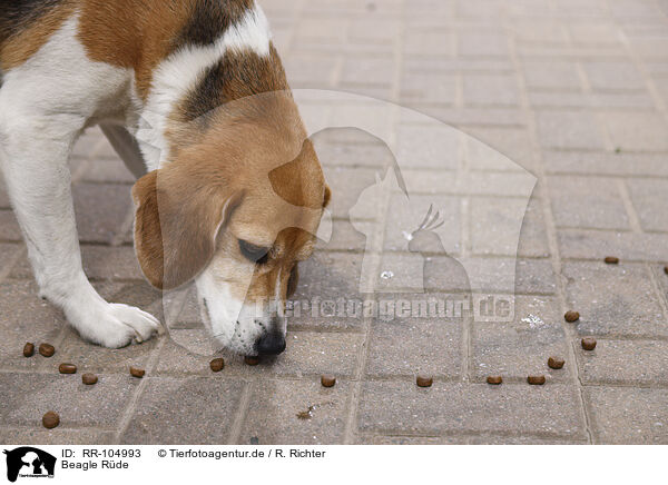 Beagle Rde / RR-104993