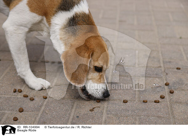 Beagle Rde / male Beagle / RR-104994