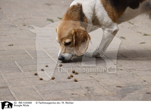 Beagle Rde / male Beagle / RR-104996