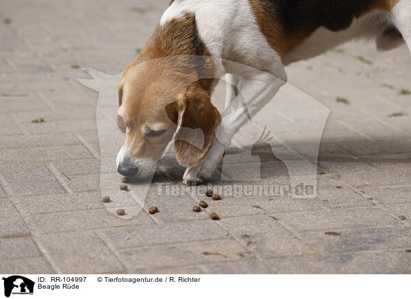 Beagle Rde / male Beagle / RR-104997
