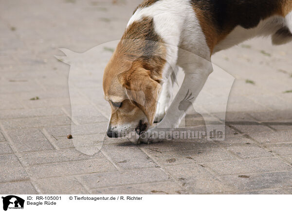 Beagle Rde / male Beagle / RR-105001