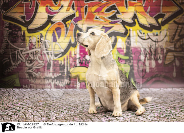 Beagle vor Graffiti / Beagle in front of scratchwork / JAM-02927