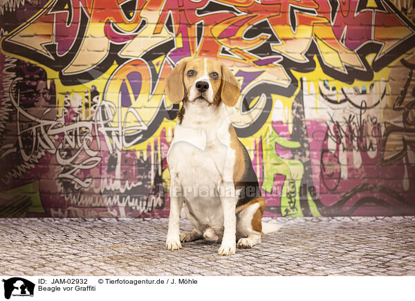 Beagle vor Graffiti / Beagle in front of scratchwork / JAM-02932