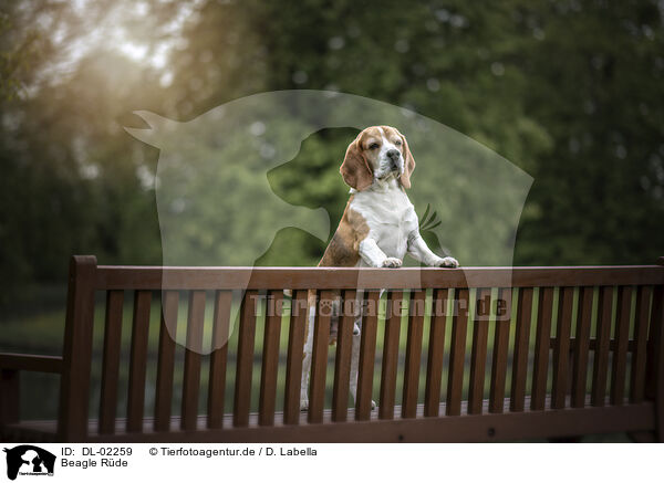 Beagle Rde / male Beagle / DL-02259