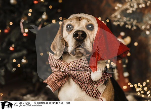 Beagle zu Weihnachten / Beagle at christmas / MT-01968