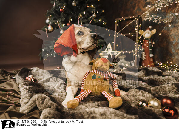 Beagle zu Weihnachten / MT-01969