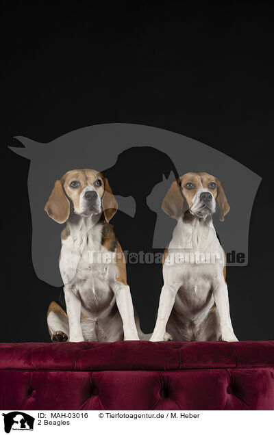 2 Beagles / 2 Beagles / MAH-03016