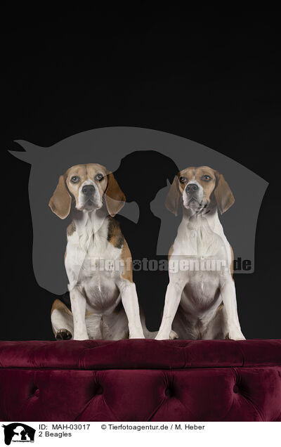 2 Beagles / 2 Beagles / MAH-03017