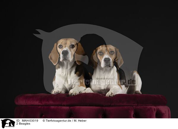 2 Beagles / 2 Beagles / MAH-03019