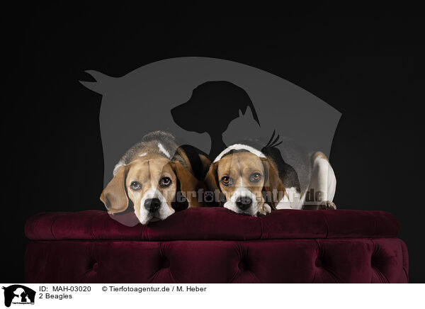 2 Beagles / MAH-03020