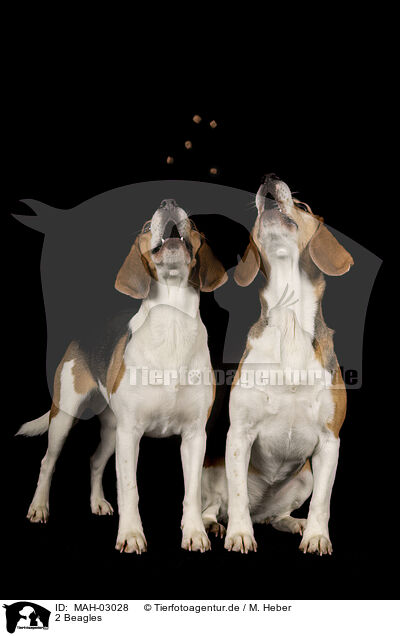 2 Beagles / MAH-03028
