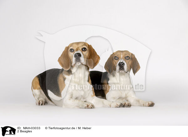2 Beagles / 2 Beagles / MAH-03033