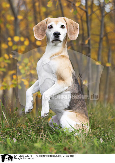 Beagle im Herbst / JEG-02076