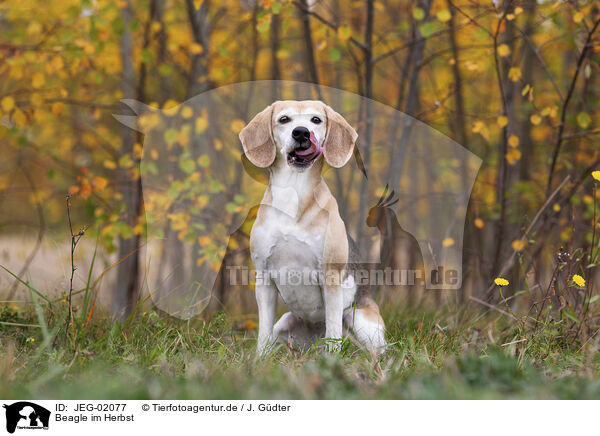 Beagle im Herbst / JEG-02077
