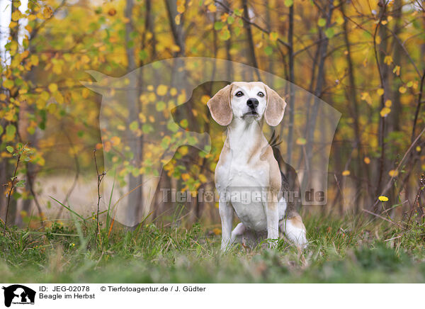 Beagle im Herbst / JEG-02078