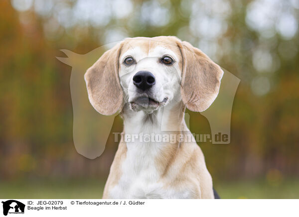 Beagle im Herbst / Beagle in autumn / JEG-02079