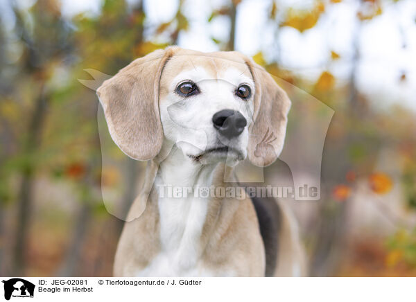 Beagle im Herbst / Beagle in autumn / JEG-02081