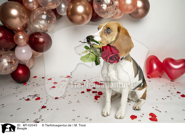Beagle / Beagle / MT-02045