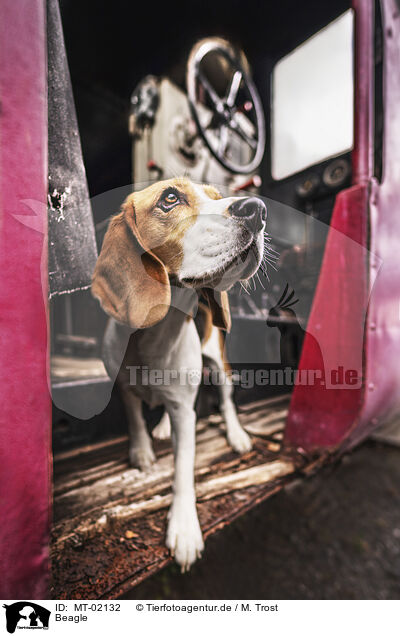 Beagle / Beagle / MT-02132