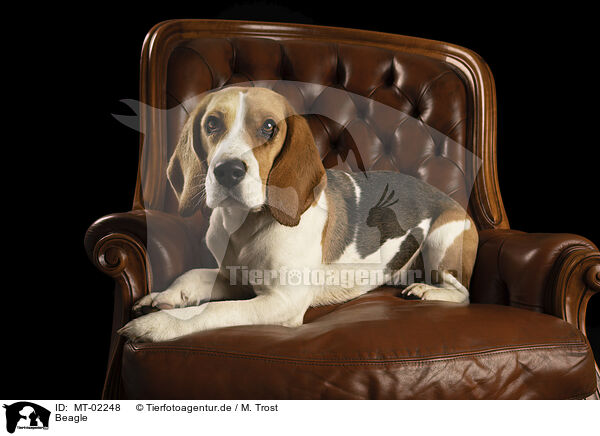 Beagle / Beagle / MT-02248