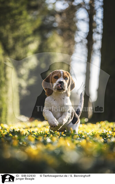 junger Beagle / young Beagle / SIB-02930