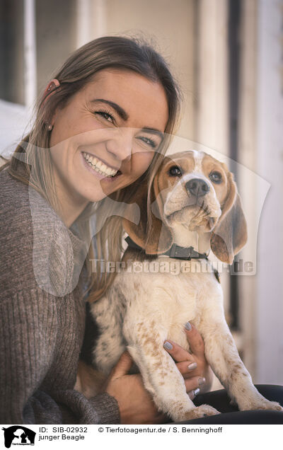 junger Beagle / SIB-02932