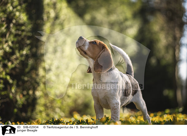 junger Beagle / young Beagle / SIB-02934