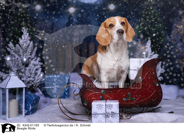 Beagle Rde / male Beagle / KAS-01185