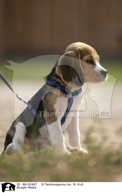 Beagle Welpe / Beagle Puppy / BK-02487