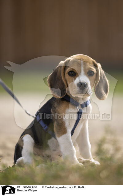 Beagle Welpe / Beagle Puppy / BK-02488