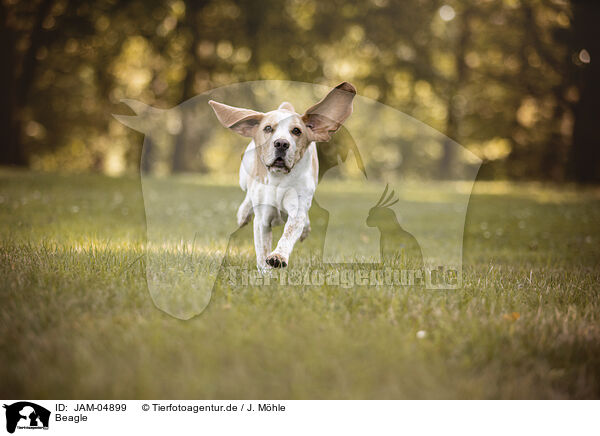 Beagle / JAM-04899