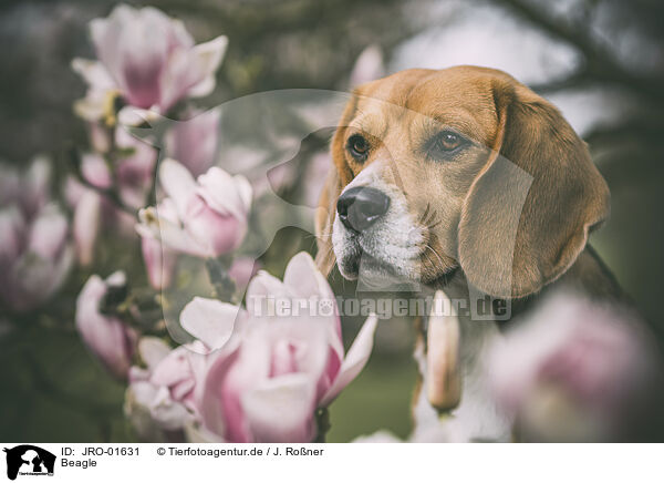 Beagle / JRO-01631