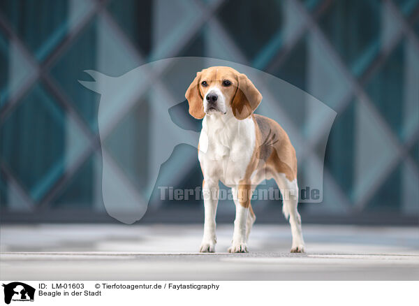 Beagle in der Stadt / LM-01603