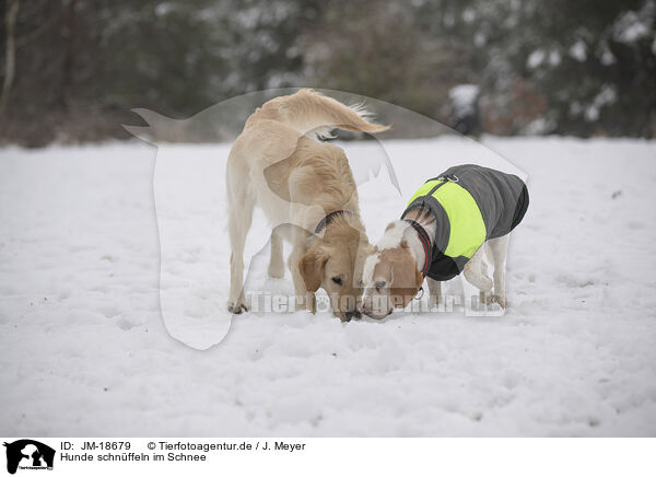 Hunde schnffeln im Schnee / JM-18679
