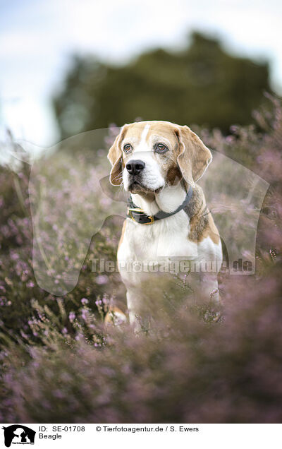 Beagle / SE-01708