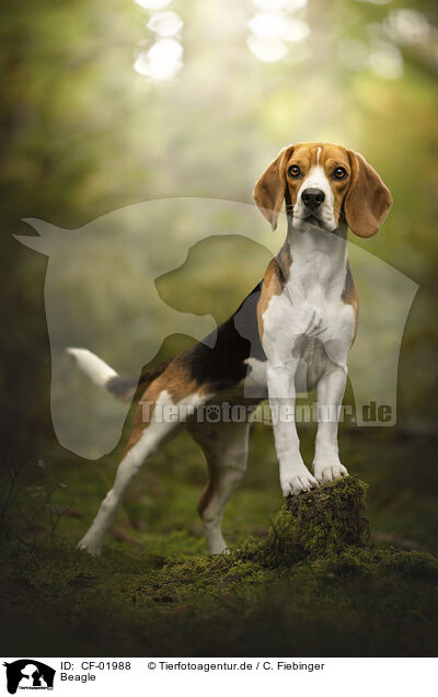 Beagle / CF-01988