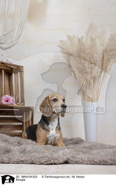 Beagle / MAH-04305